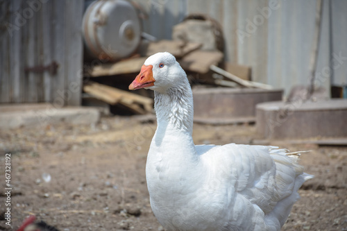 white goose close up in the backyard