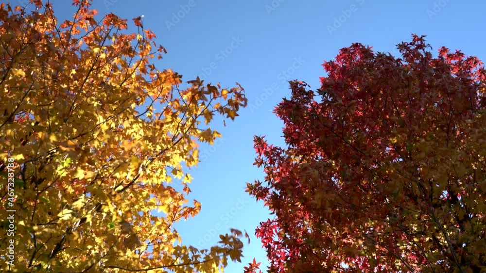Tokyo,Japan - November 5, 2021: Beautiful autumn leaves in Tokyo, Japan, under blue sky
Tokyo,Japan - November 5, 2021: Beautiful autumn leaves in Tokyo, Japan, under blue sky