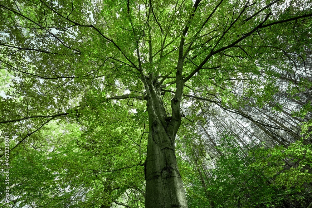 Fototapeta premium Green leaves of the deciduous tree in summer. Green natural background