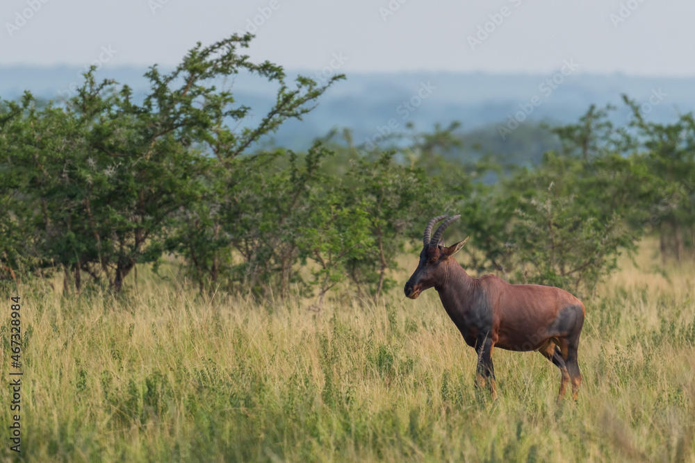 Topi antelope - Damaliscus lunatus, beautiful large antelope from African savannahs and bushes, Queen Elizabeth National Park, Uganda. Topi antelope - Damaliscus lunatus, beautiful large antelope from African savannahs and bushes, Queen Elizabeth National Park, Uganda.