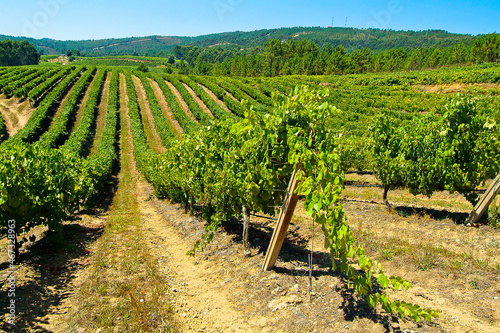 Viñedos pertenecientes a la bodega Bodega Terras Gauda, integrada en la D.O. Rías Baixas, Pontevedra, Galicia