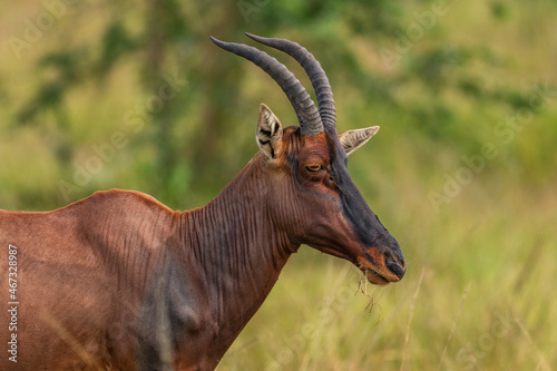 Topi antelope - Damaliscus lunatus, beautiful large antelope from African savannahs and bushes, Queen Elizabeth National Park, Uganda.
