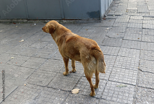 dirty stray wild dog abandoned on the street - urban homeless animals from behind © Domingo