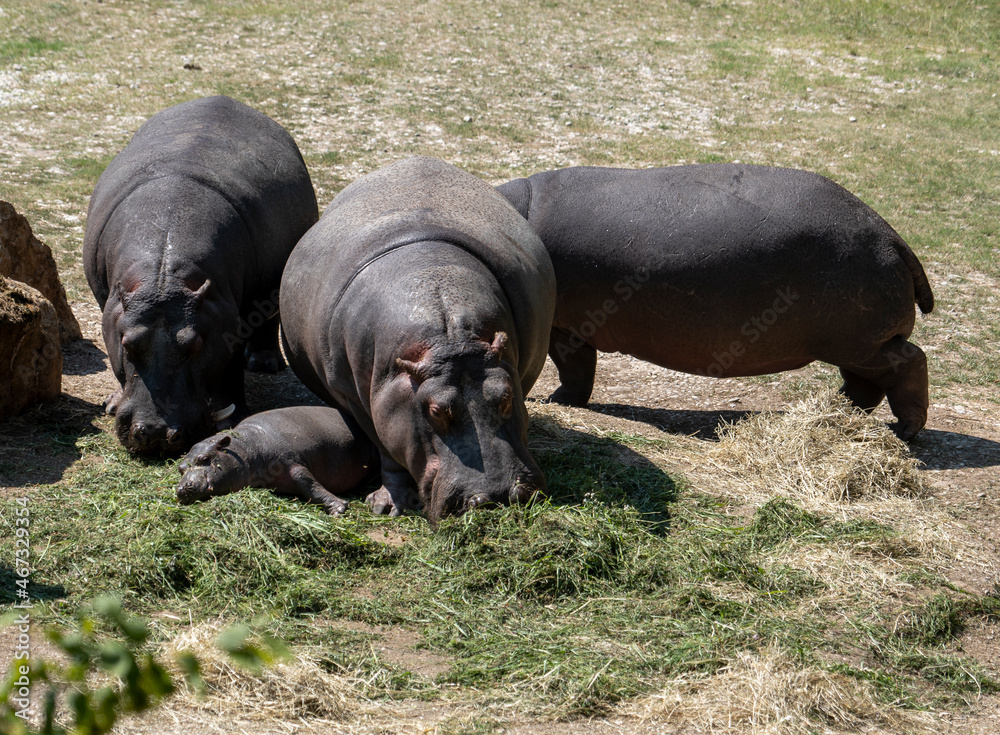Hippopotamus family eating hay at the zoo, little hippopotamus lying on the grass