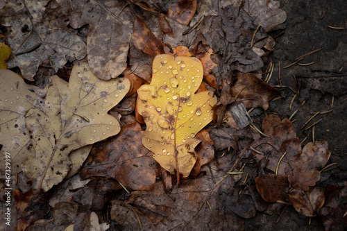 Macro photo of an autumn leaf with rain drops