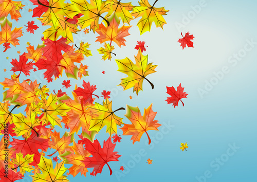 Yellow Plant Background Blue Vector. Foliage Celebrate Card. Golden November Leaves. Collection Leaf Frame.
