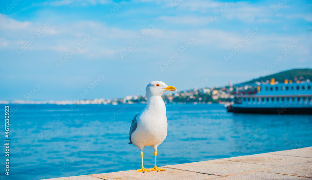 Seagull on the sea coast close up, vacation concept...