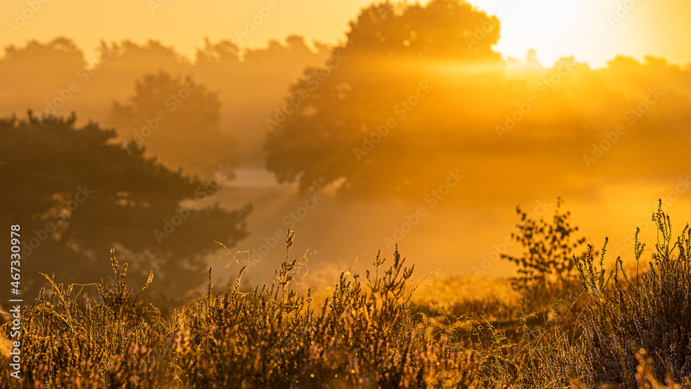 Naklejka premium Ein Sonnenaufgang in Deutschland auf einer Heide!