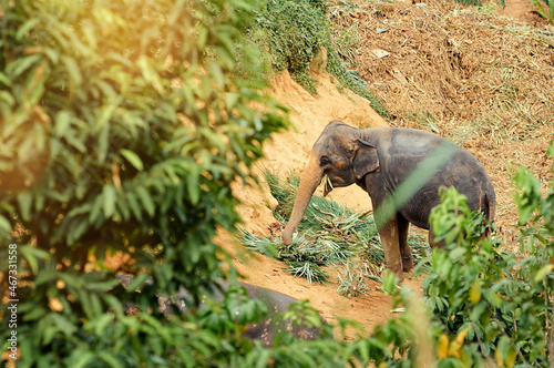 The adult asian elephant  feeding.