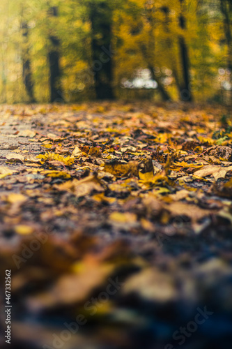 Autumn leaves on the road