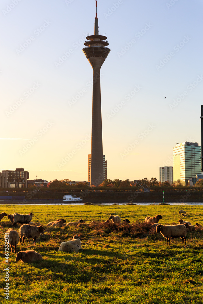 Fototapeta premium Sheeps during sunrise in front of the Rhintower in Duesseldorf 