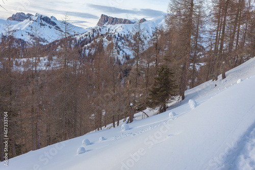 Winter panorama of Lastoi de Formin Peak, with curious snowballs rolled the slope in a larch forest. Fiorentina Valley, Dolomites, Italy photo