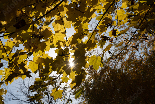 Autumn scenery with the sun shining through the gold leaves of a maple tree. © Алексей Ветвинский