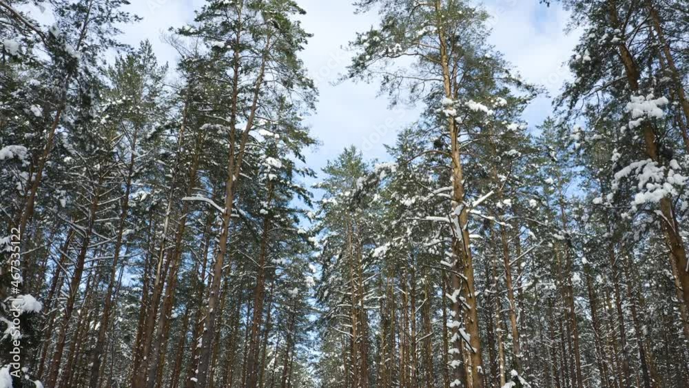 Drone shot flying in the winter pine tree forest. Slow flight in forest on winter season.
Drone shot flying in the winter pine tree forest. Slow flight in forest on winter season.