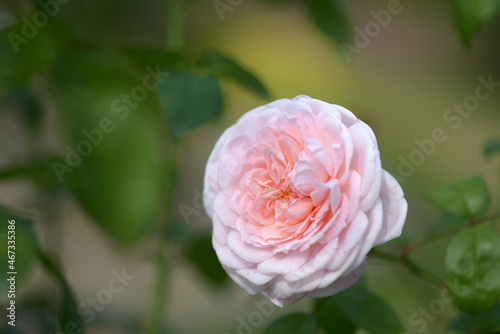 マサコ・エブランタイン　バラの花　 photo