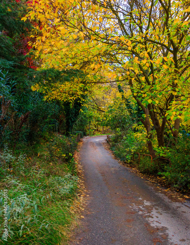 road in autumn forest