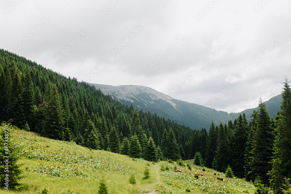 Summer mountain landscape, with a footpath in the foreground and trees with a cloudy sky in the background