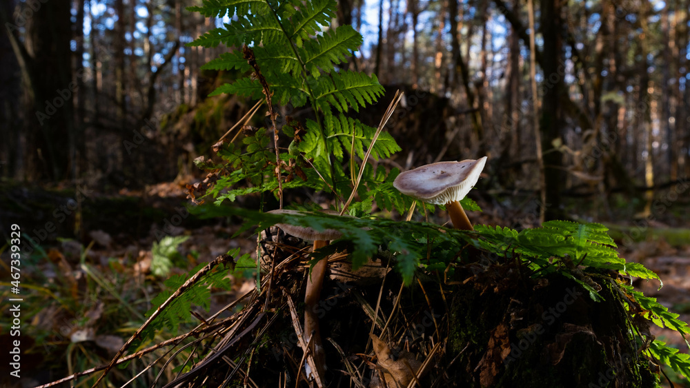 Obraz premium Mushrooms in the autumn forest