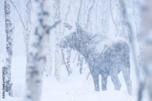 Fototapeta Naklejka Na Ścianę i Meble -  Moose or elk in snowfall