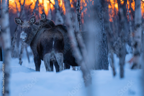 Schilderij op canvas Moose or elk in a birch forest with snow
