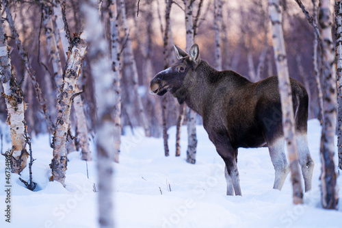 Fotografie Moose or elk in a birch forest with snow