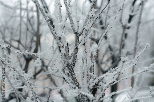 branches covered with rime
