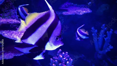A beautiful view of marine fish and their habitat in the largest oceanarium in the world. A wonderful variety of the underwater world in 4K.