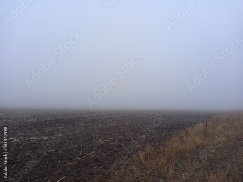 Gray fog in old field