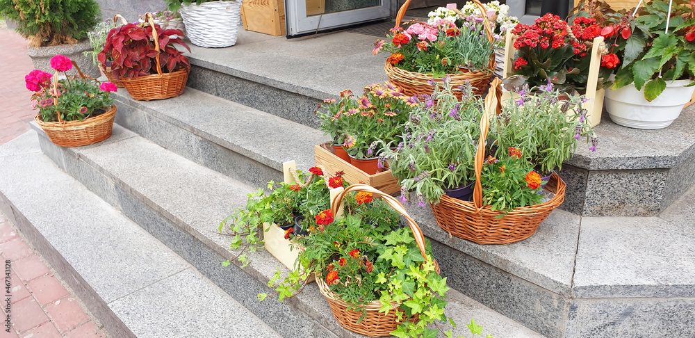 Naklejka premium Flowers grow in wicker baskets on the steps of the flower shop. Creative advertising for a flower shop.