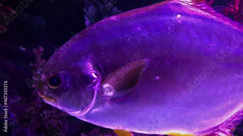 A beautiful view of marine fish and their habitat in the largest oceanarium in the world. A wonderful variety of the underwater world in 4K.