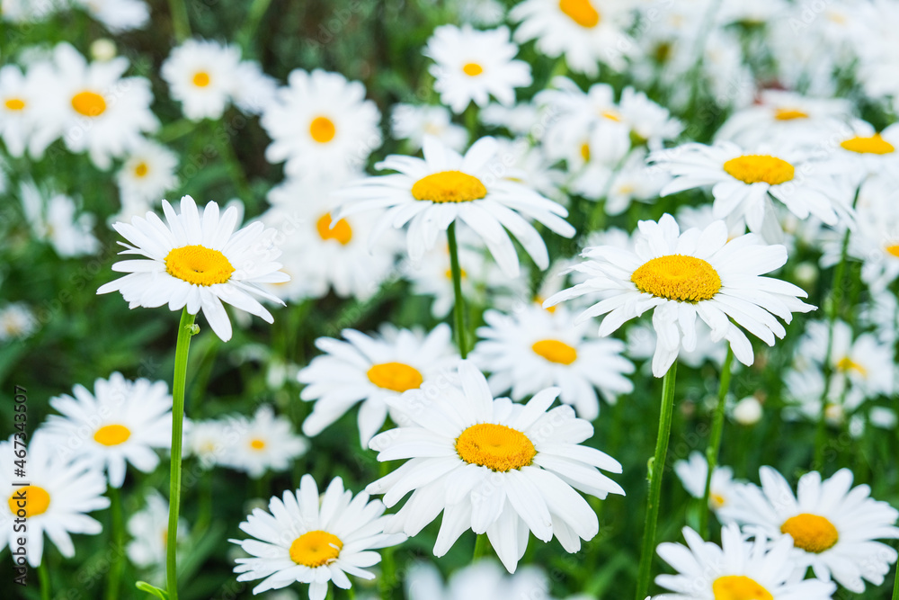 Many chamomile flowers bloom in the clearing. in summer. Medicinal herb. Soft focus. High quality photo Many chamomile flowers bloom in the clearing. in summer. Medicinal herb. Soft focus. High quality photo