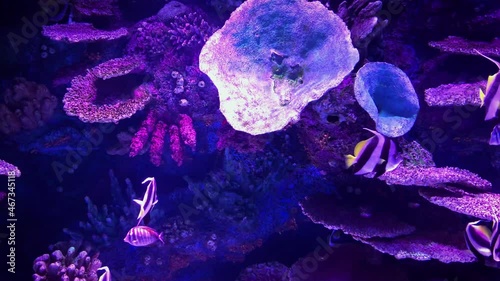 A beautiful view of marine fish and their habitat in the largest oceanarium in the world. A wonderful variety of the underwater world in 4K.