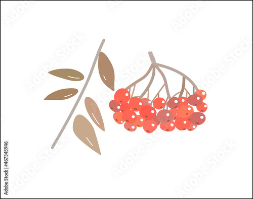 Rowan berries fruit autumn vector illustration