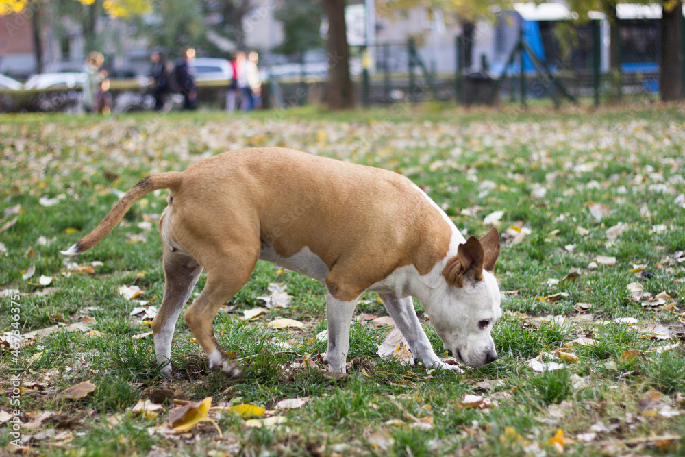 Dog under yellow fallen autumn leaves
