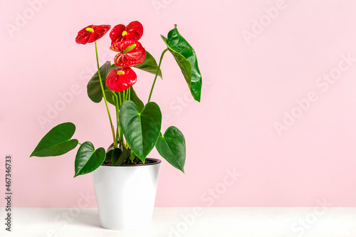 House plant Anthurium in white flowerpot isolated on pink background photo