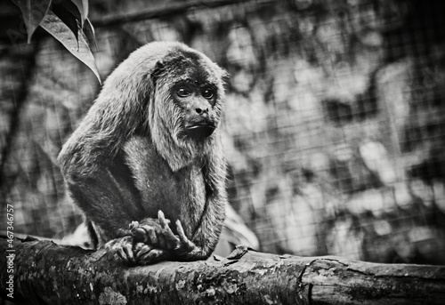 Singe au zoo  © Guillaume