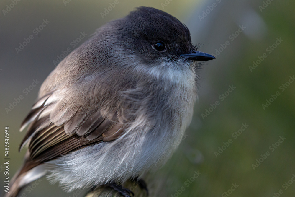 Fototapeta premium Chickadee bird on perch with black-capped