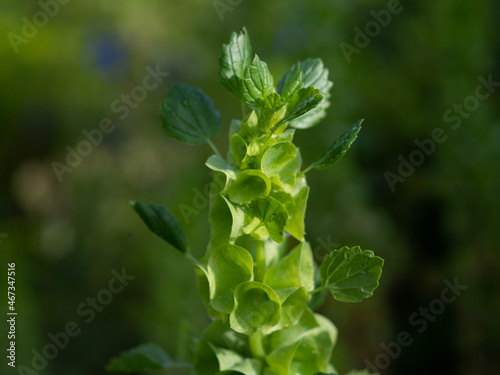 close up of a plant in a garden  