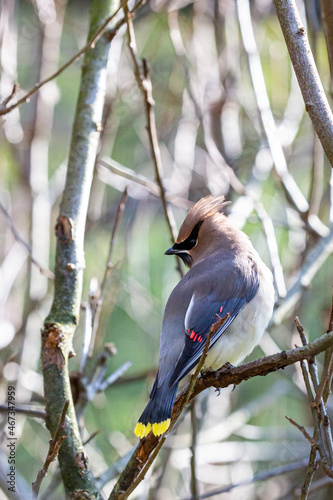 Waxwing bird with mask on perch