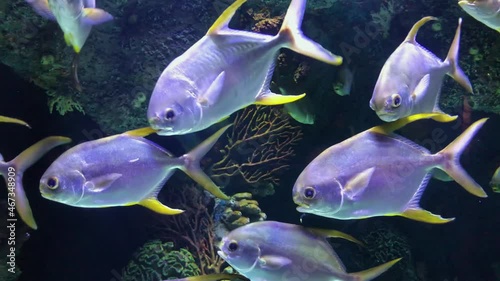 A beautiful view of marine fish and their habitat in the largest oceanarium in the world. A wonderful variety of the underwater world in 4K.