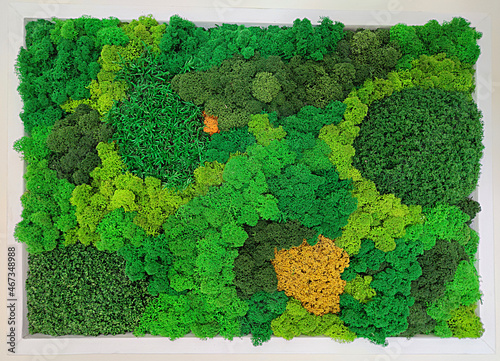 Photography multicolored preserved decorative moss for wall decoration, ecological design co