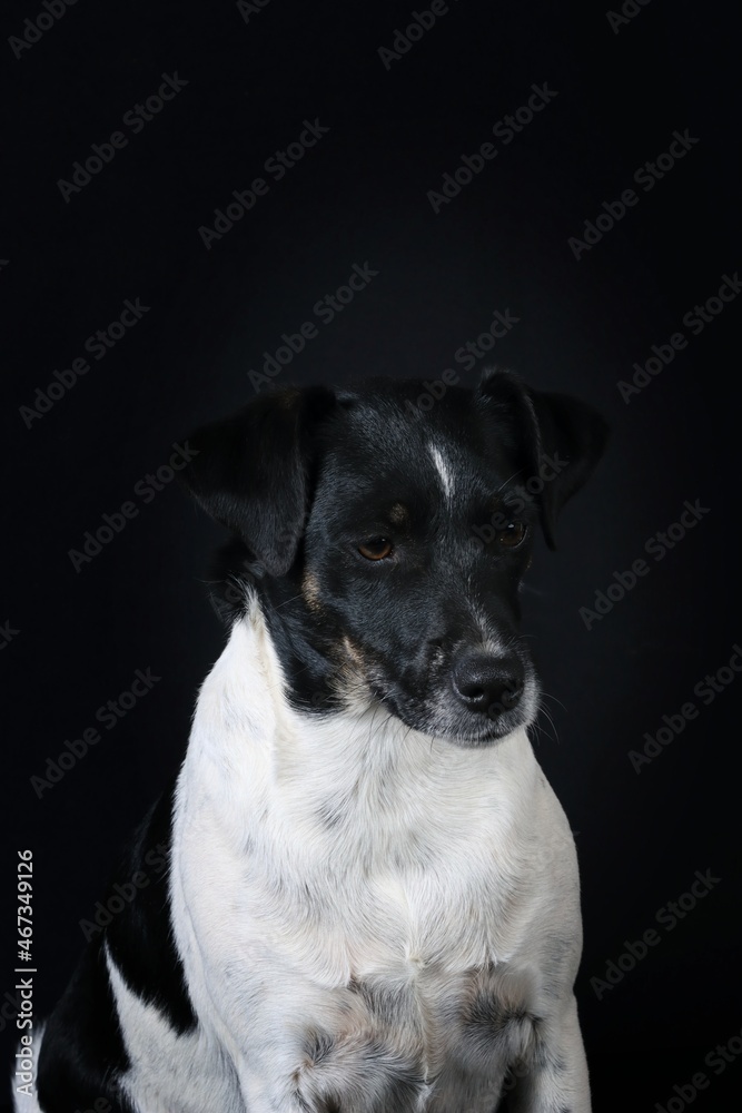 portrait of Jack Russell Dog on studio in black background 