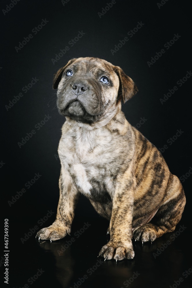 bullmastiff puppy isolated on black background 