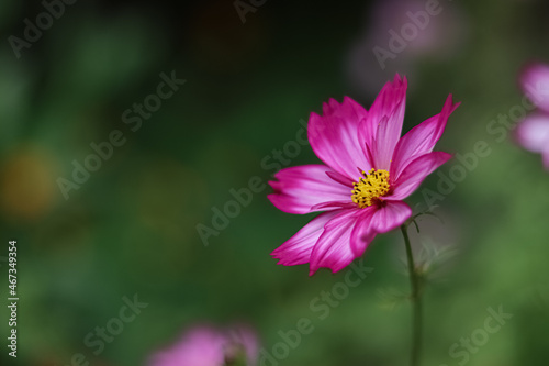 pink cosmos flower