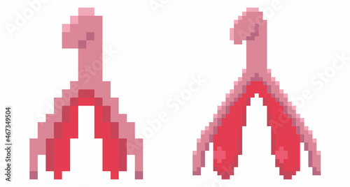 Vector graphics of a set of images of the female reproductive system and the clitoris.Isolated on white background hand-drawn illustration in 32bit and 64bit pixel style.Flat icon symbol of feminism