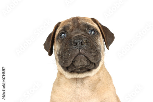 bullmastiff puppy isolated on white background 