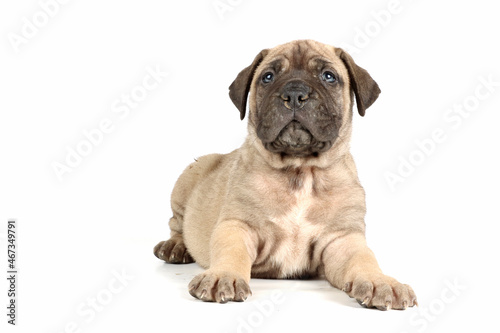 bullmastiff puppy isolated on white background 