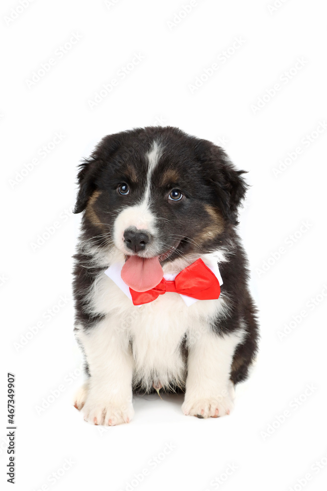 puppy australian shepherd  with disguise and christmas decoration isolated on white 