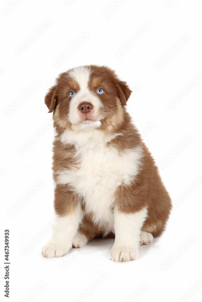 puppy with blue eyes isolated on white puppy with blue eyes isolated on white