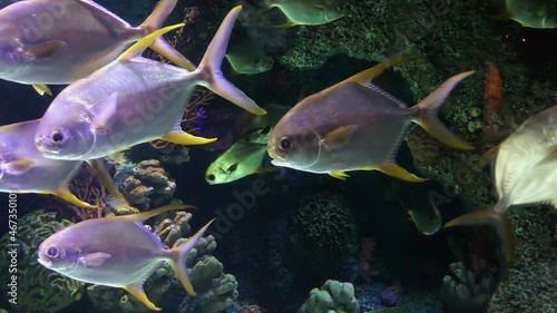 A beautiful view of marine fish and their habitat in the largest oceanarium in the world. A wonderful variety of the underwater world in 4K.